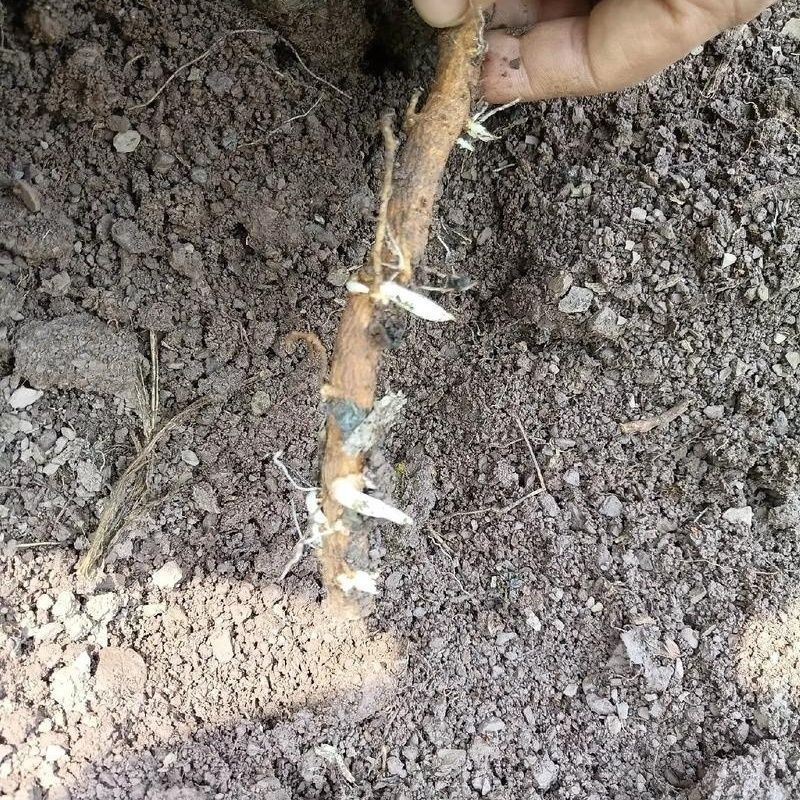大通草根根