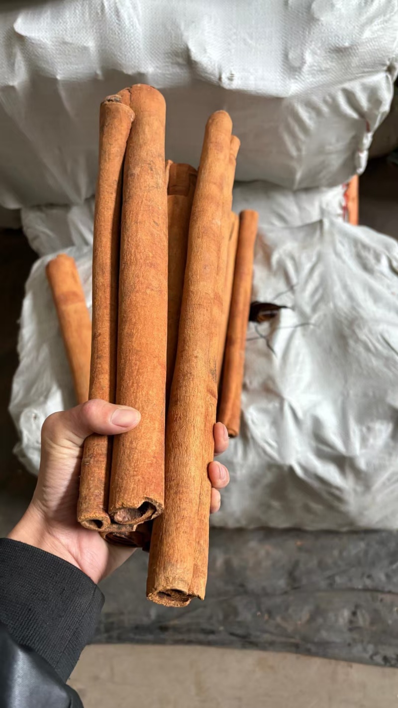 紫油桂