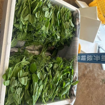 豌豆尖豌豆苗