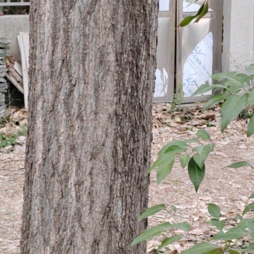淮安洪泽两颗大白杨树