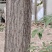 淮安洪泽两颗大白杨树