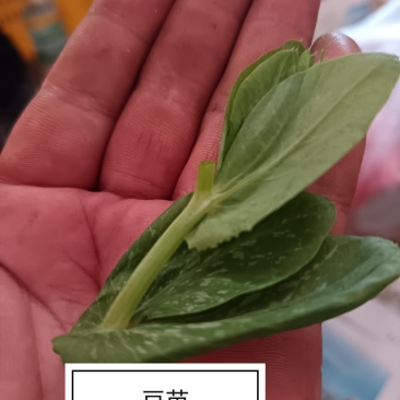 豌豆苗豌豆尖