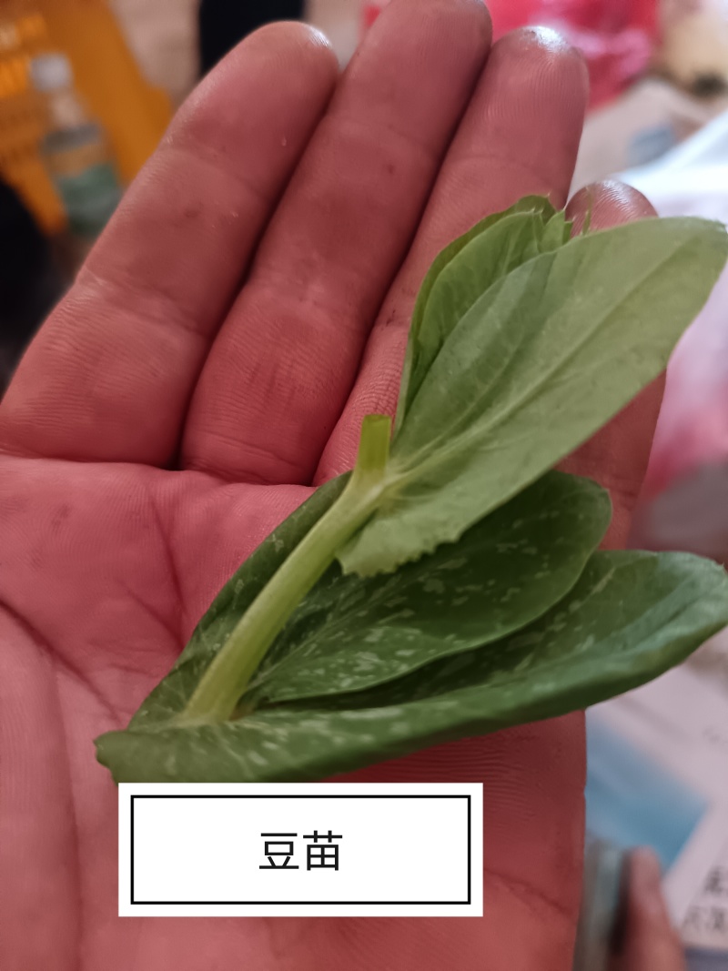 豌豆苗豌豆尖