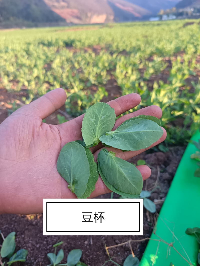 豌豆苗豌豆尖