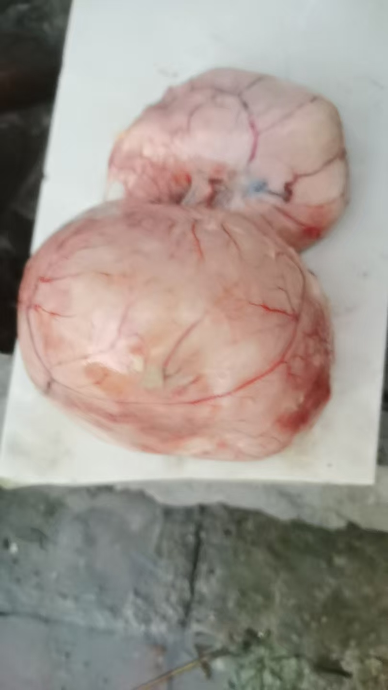 鸡宝