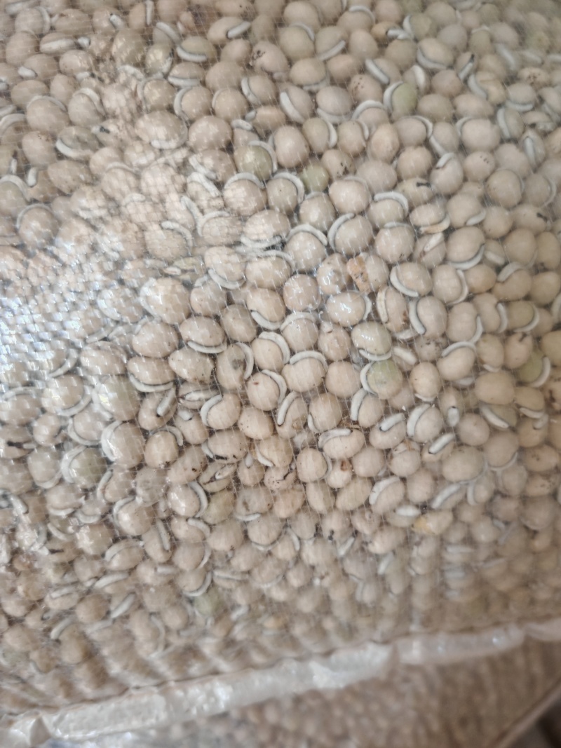 老品种白扁豆