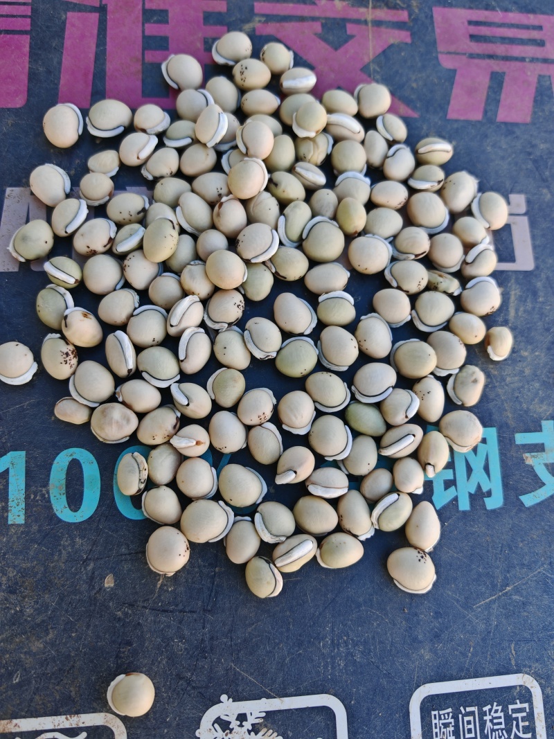 老品种白扁豆