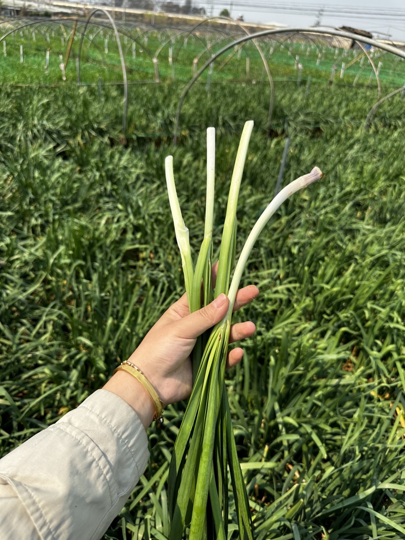 出售及转让精品圆格-红根宽叶韭菜苗***********