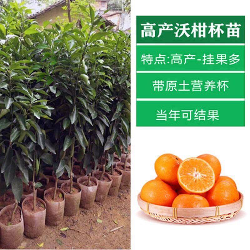 广西沃柑苗无籽沃柑果苗纯甜沃柑树苗正宗嫁接沃柑苗带营养杯