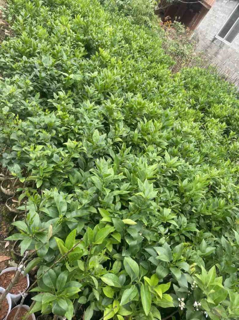 广西沃柑苗无籽沃柑果苗纯甜沃柑树苗正宗嫁接沃柑苗带营养杯