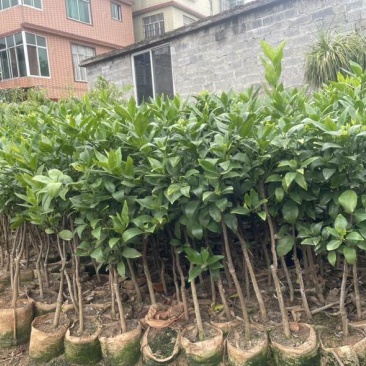 广西沃柑苗无籽沃柑果苗纯甜沃柑树苗正宗嫁接沃柑苗带营养杯