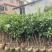 广西沃柑苗无籽沃柑果苗纯甜沃柑树苗正宗嫁接沃柑苗带营养杯