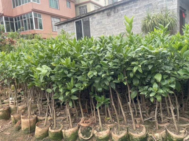广西沃柑苗无籽沃柑果苗纯甜沃柑树苗正宗嫁接沃柑苗带营养杯