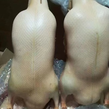 一级鸭胚