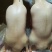 一级鸭胚