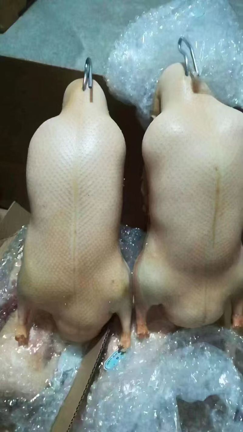 一级鸭胚