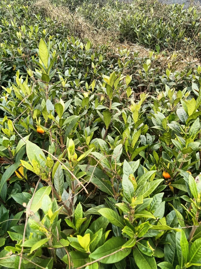 黄桅子种苗