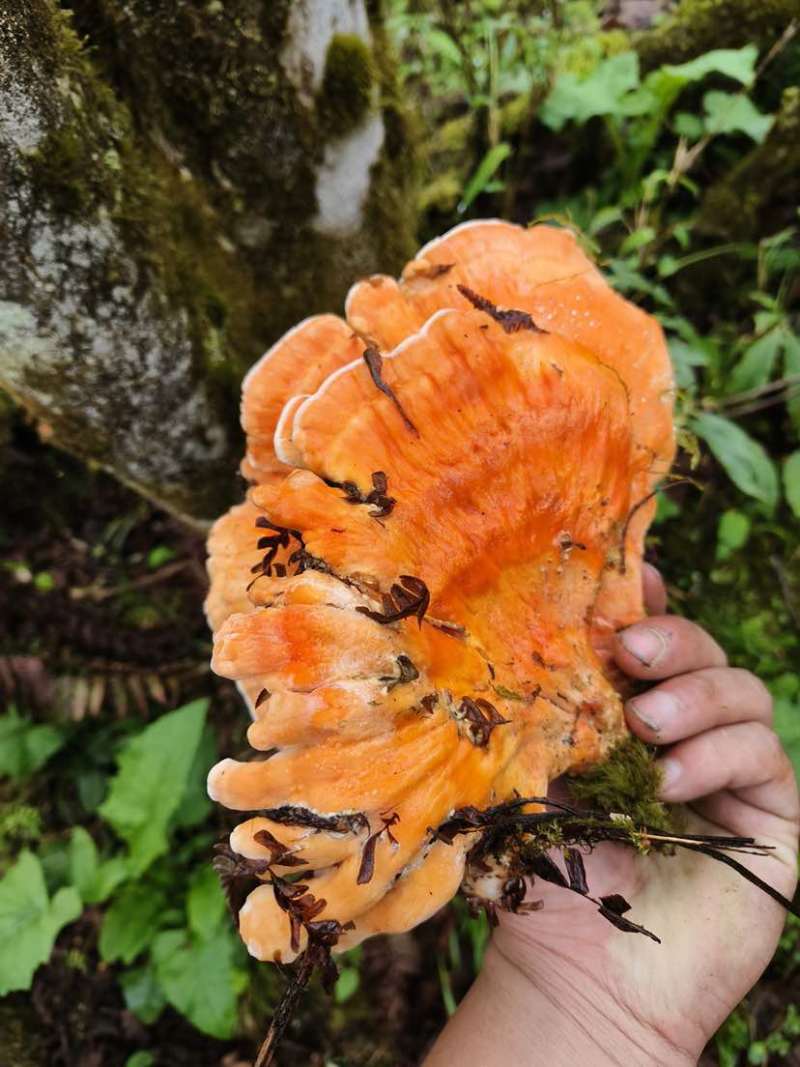 野生菌，硫磺菌，煲汤，炖鸡都很鲜美