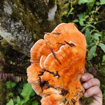 野生菌，硫磺菌，煲汤，炖鸡都很鲜美