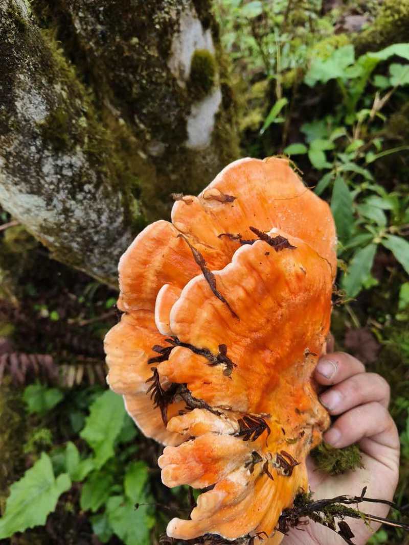 野生菌，硫磺菌，煲汤，炖鸡都很鲜美