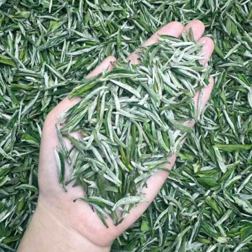 25年新茶黄芽毛峰，口感鲜爽自带兰花香