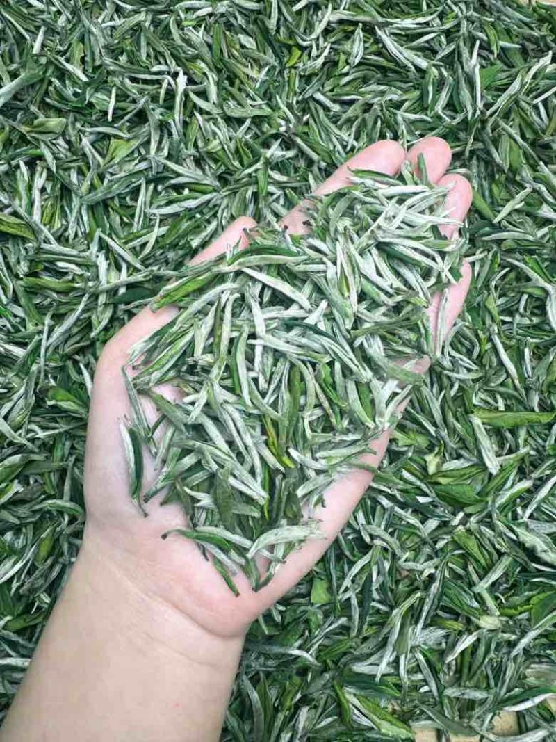 25年新茶黄芽毛峰，口感鲜爽自带兰花香