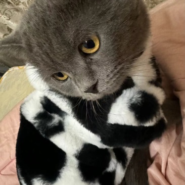 宠物蓝猫