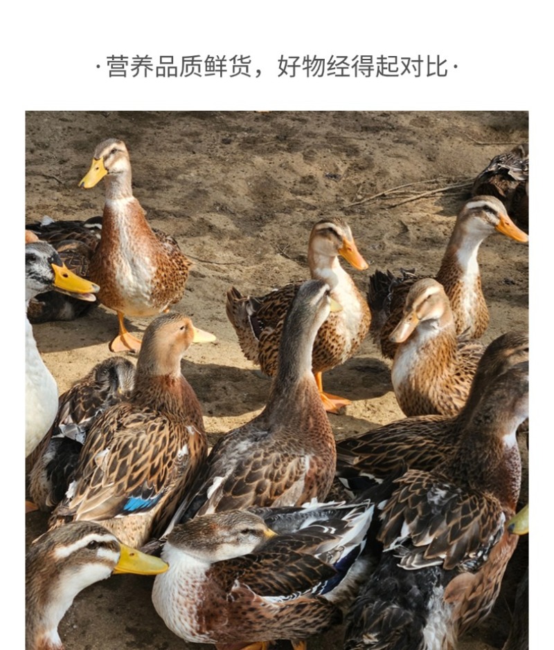 广西南宁青头鸭麻鸭精品价格略高，产品好，好货，现货