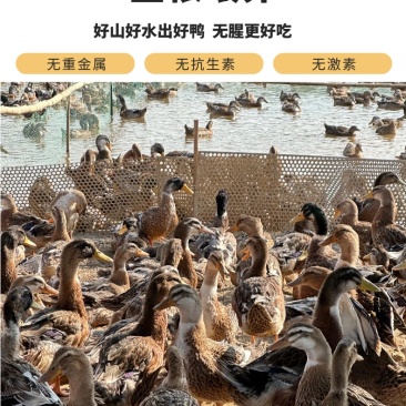 广西南宁青头鸭麻鸭精品价格略高，产品好，好货，现货