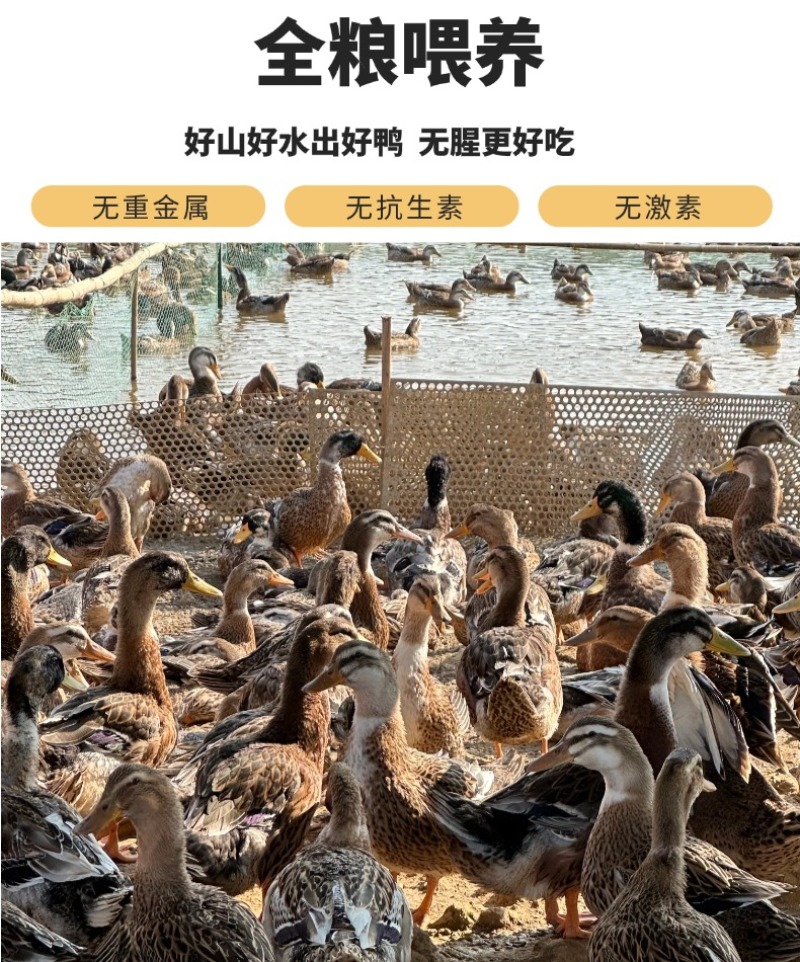 广西南宁青头鸭麻鸭精品价格略高，产品好，好货，现货