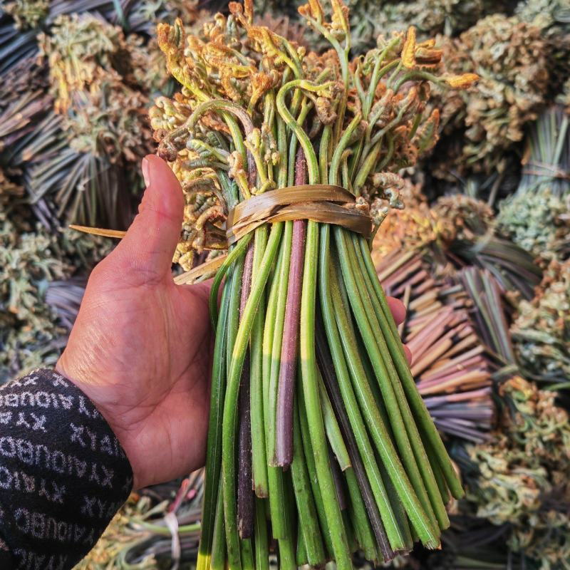 野生蕨菜蕨苔又叫拳头菜，猫爪菜，龙爪菜，自然晒干新品上市