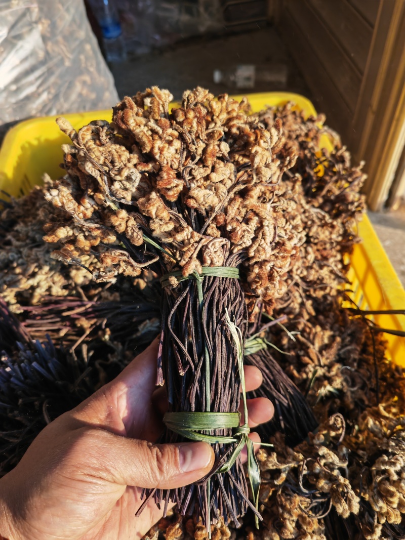 野生蕨菜蕨苔又叫拳头菜，猫爪菜，龙爪菜，自然晒干新品上市