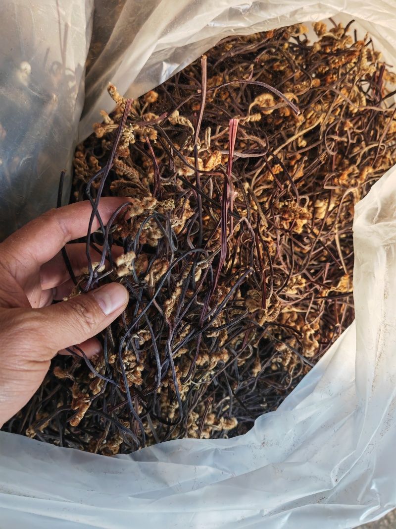 野生蕨菜蕨苔又叫拳头菜，猫爪菜，龙爪菜，自然晒干新品上市