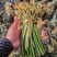 野生蕨菜蕨苔又叫拳头菜，猫爪菜，龙爪菜，自然晒干新品上市