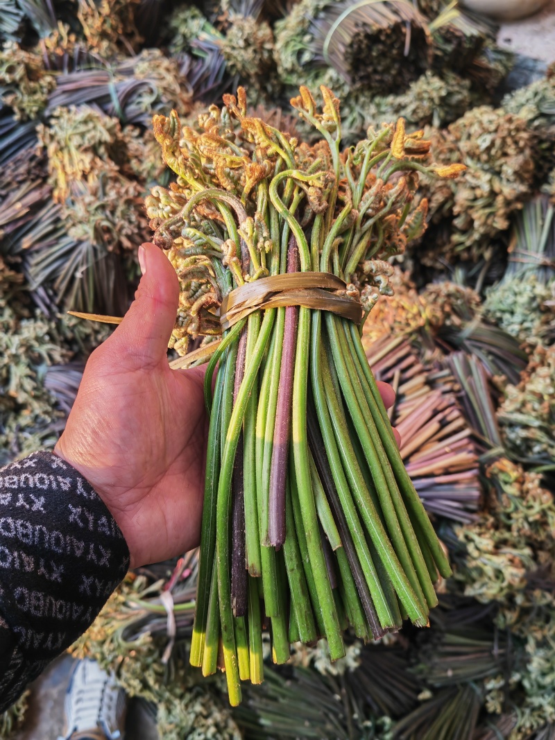 野生蕨菜蕨苔又叫拳头菜，猫爪菜，龙爪菜，自然晒干新品上市