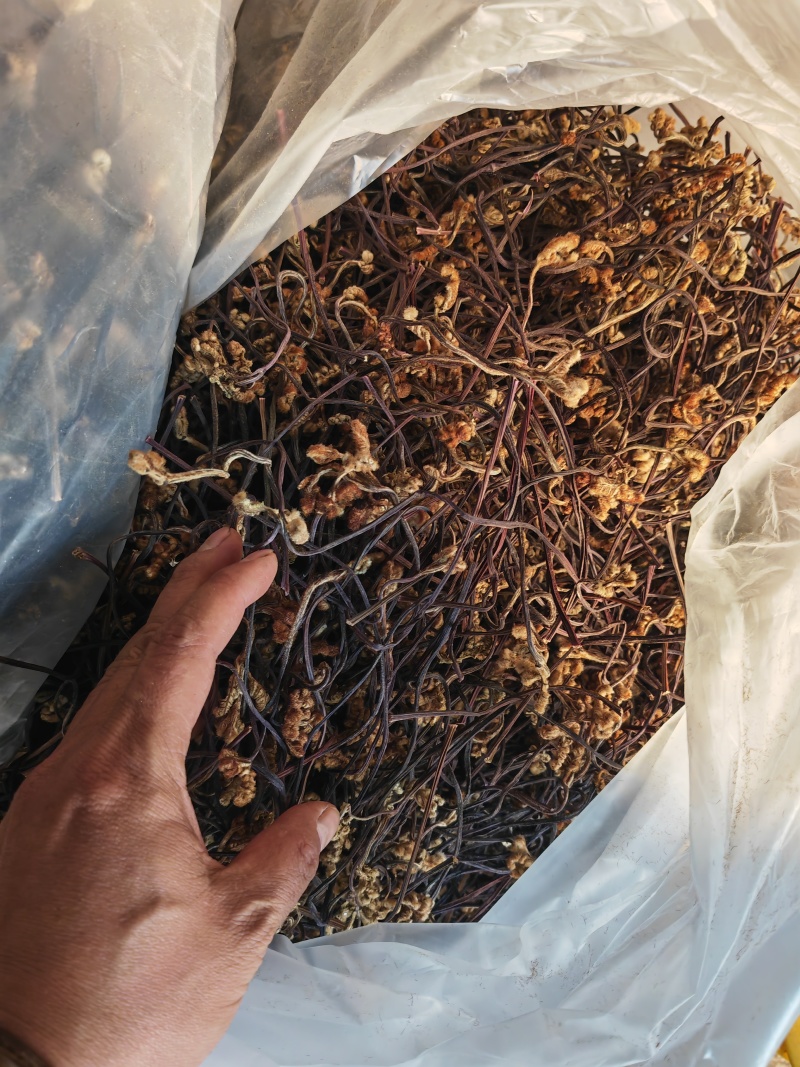 野生蕨菜蕨苔又叫拳头菜，猫爪菜，龙爪菜，自然晒干新品上市