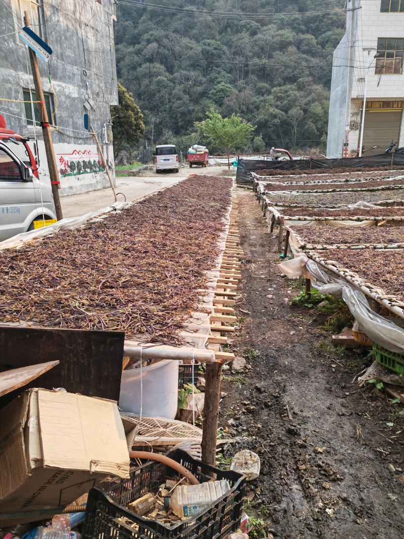 野生蕨菜蕨苔又叫拳头菜，猫爪菜，龙爪菜，自然晒干新品上市