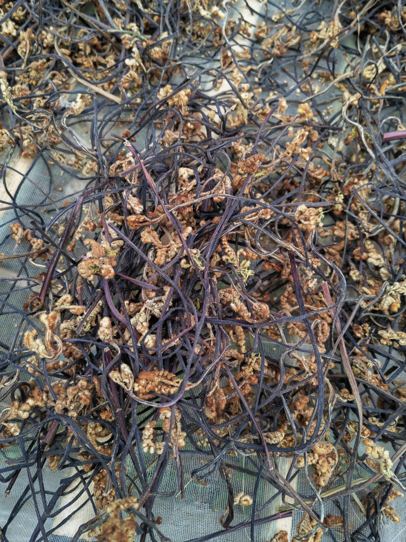 野生蕨菜蕨苔又叫拳头菜，猫爪菜，龙爪菜，自然晒干新品上市