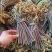 野生蕨菜蕨苔又叫拳头菜，猫爪菜，龙爪菜，自然晒干新品上市