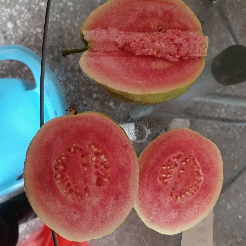 芭乐