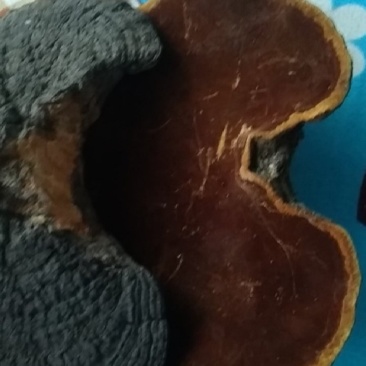 树舌现货