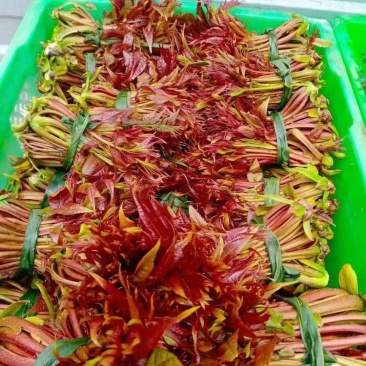 贵州香椿