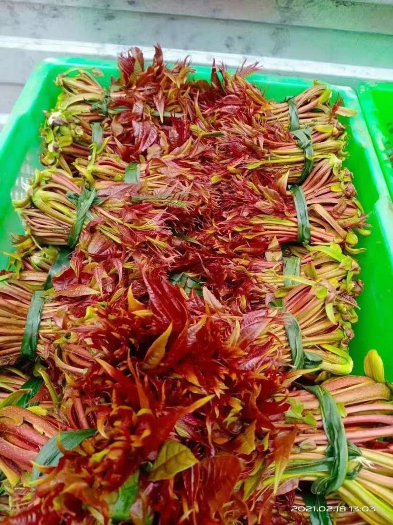 贵州香椿