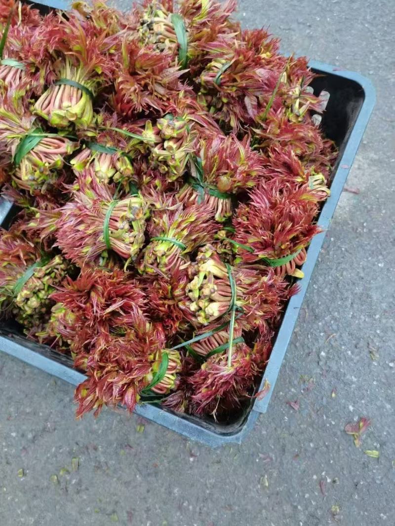 贵州香椿