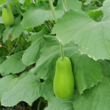温州葫芦瓜上市
