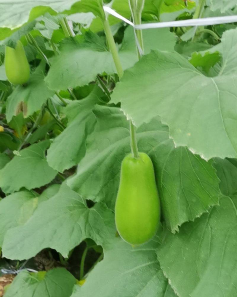 温州葫芦瓜上市