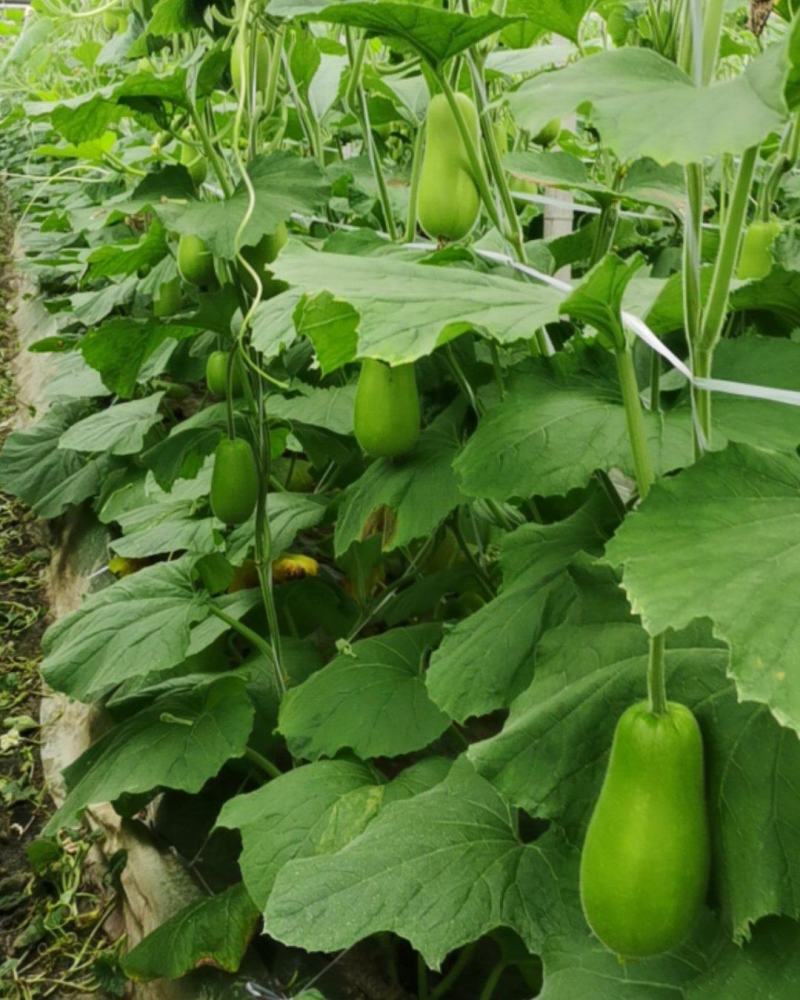 温州葫芦瓜上市