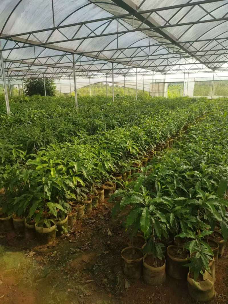 黄晶果（黄金果），冰淇淋果。