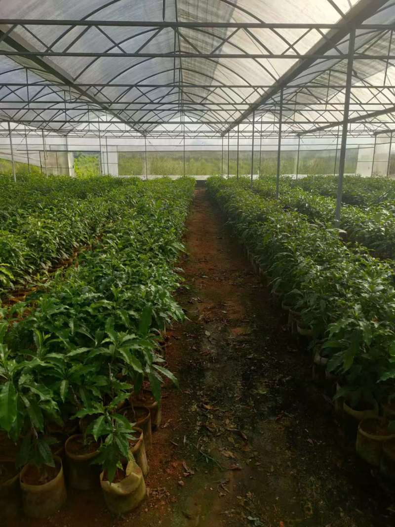 黄晶果（黄金果），冰淇淋果。