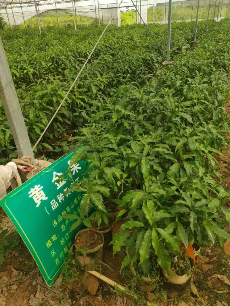 黄晶果（黄金果），冰淇淋果。